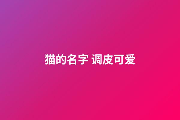 猫的名字 调皮可爱